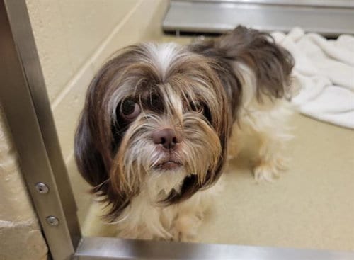 Photo of Ace, adoptable Shih Tzu in Chapel Hill, North Carolina