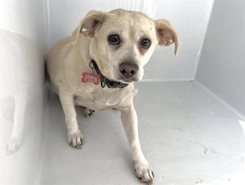 Photo of Esmae, adoptable Chihuahua in Houston, Texas