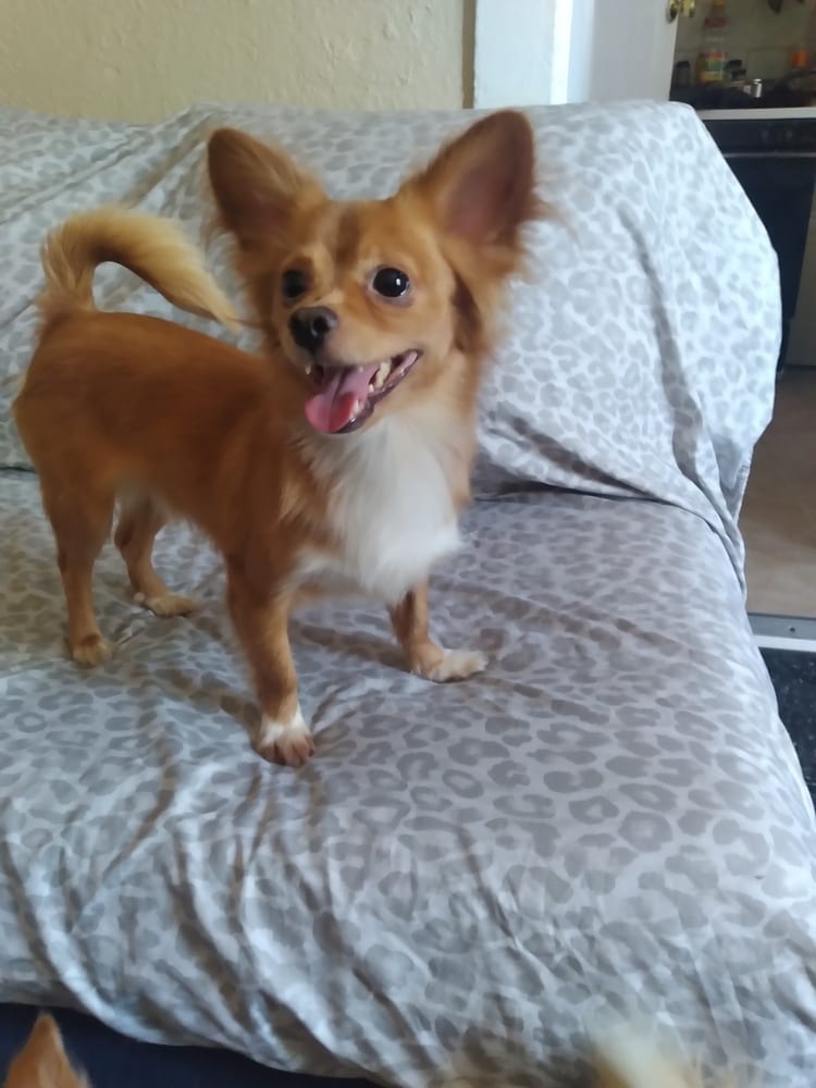 Photo of Mikey, adoptable Papillon in Dana Point, California