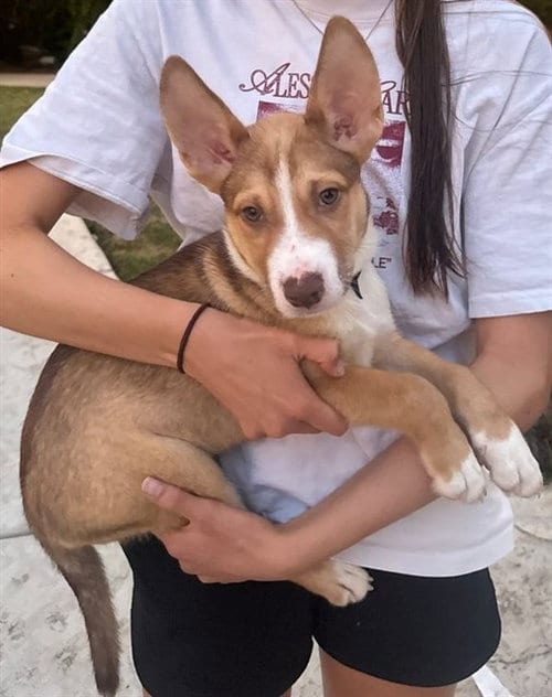 Photo of A737237, adoptable Pit Bull Terrier in Sacramento, California