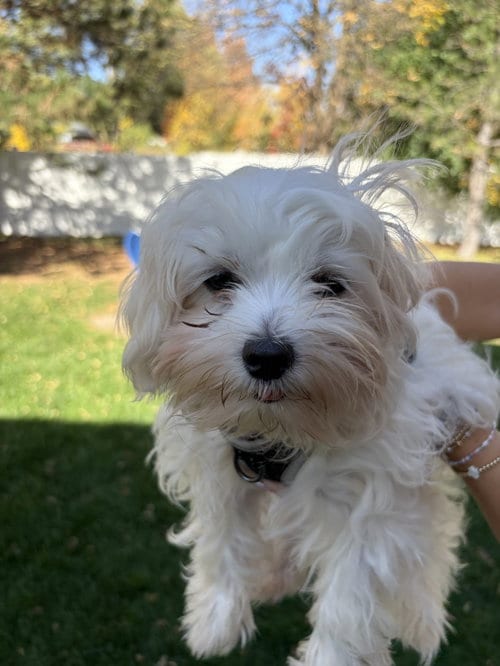 Photo of Mills, adoptable Maltese in St. Louis Park, Minnesota