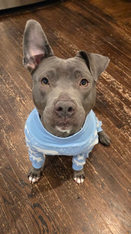 Photo of Macy, adoptable Pit Bull Terrier in East Derry, New Hampshire
