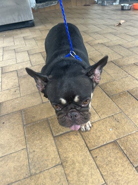 Photo of Lucia, adoptable French Bulldog in Miami, Florida