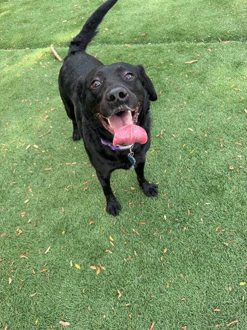 Photo of Queen, adoptable Labrador Retriever in Cedar Rapids, Iowa