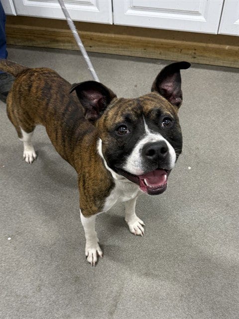 Photo of Jack Jack, adoptable Pit Bull Terrier in Forestville, Maryland