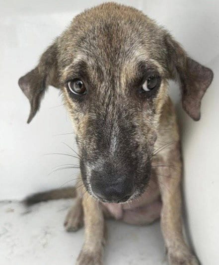 Photo of A661948, adoptable Plott Hound in Houston, Texas