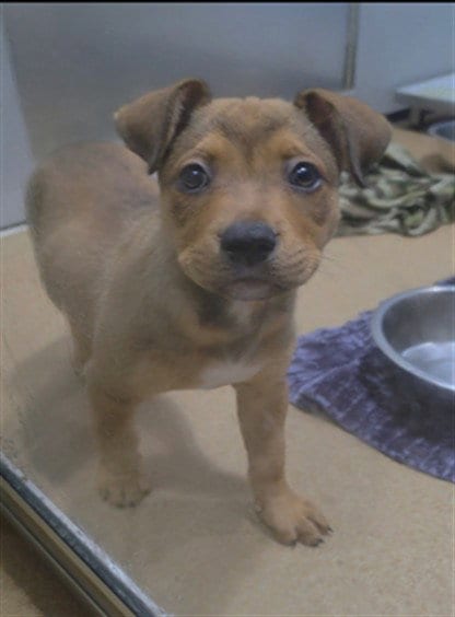 Photo of Truffle, adoptable Pit Bull Terrier in St Peters, Missouri