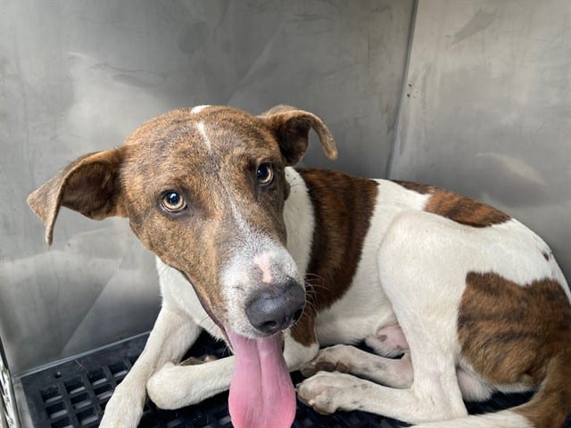 Photo of Patch Adams, adoptable Mixed Breed
