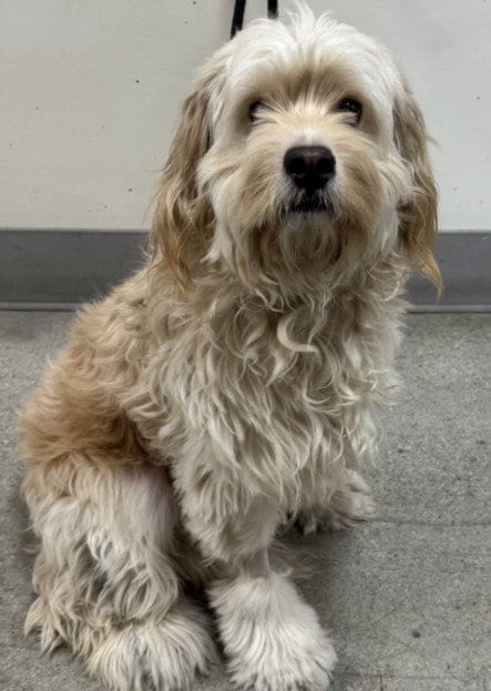 Photo of Dillinger, adoptable Golden Retriever in Los Angeles, California