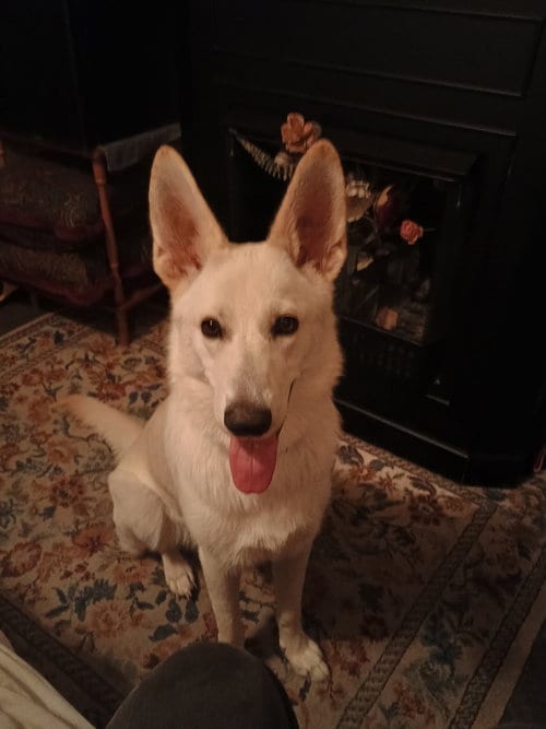 Photo of Mia 7589, adoptable German Shepherd Dog in Centreville, Virginia