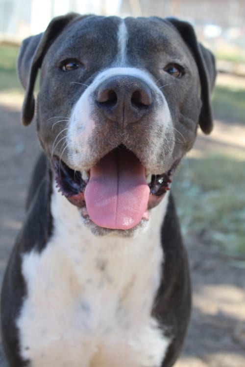 Photo of Pops, adoptable Pit Bull Terrier in El Centro, California