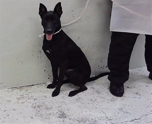 Photo of Tiny, adoptable German Shepherd Dog in Houston, Texas