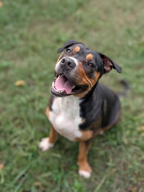 Photo of Cali, adoptable Pit Bull Terrier in Tonawanda, New York