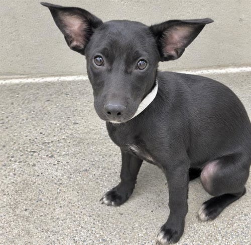 Photo of A662171, adoptable Chihuahua in Houston, Texas