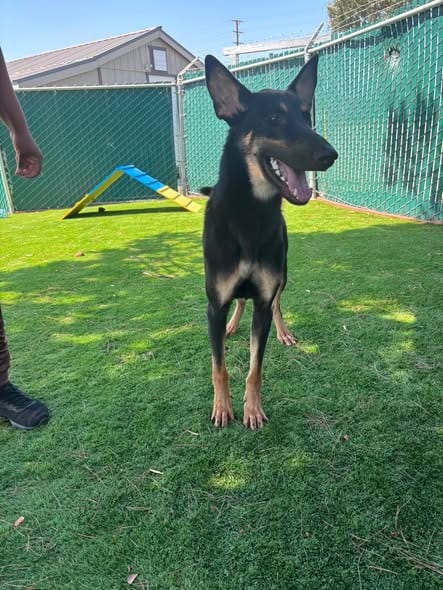 Photo of Hank, adoptable German Shepherd Dog in San Bernardino, California