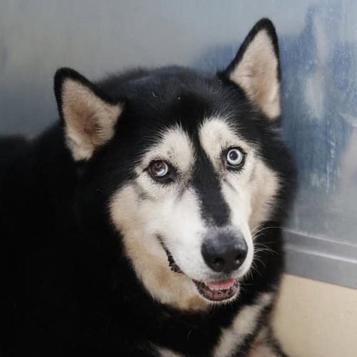 Photo of Kobe, adoptable Husky in San Antonio, Texas