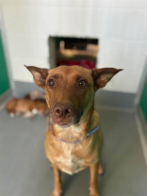 Photo of A256906, adoptable German Shepherd Dog in Visalia, California