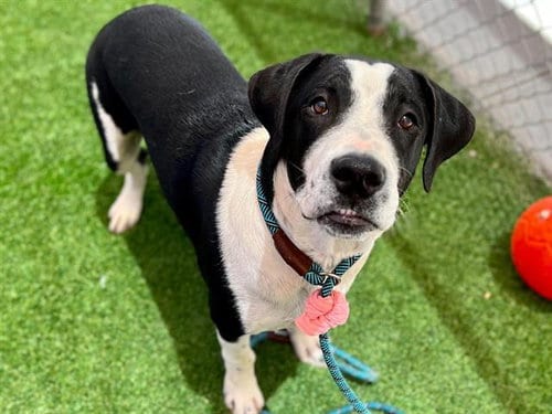 Photo of Max, adoptable Border Collie in Phoenix, Arizona