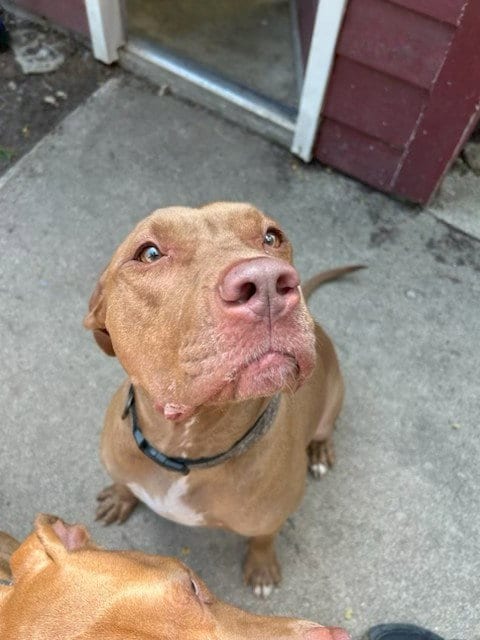 Photo of Julia, adoptable Pit Bull Terrier in Wheaton, Illinois