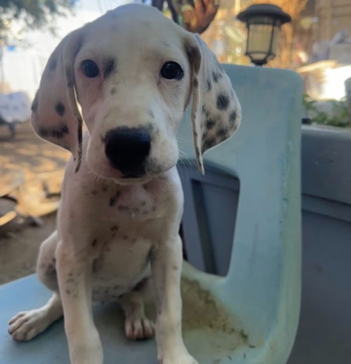 Photo of Willow, adoptable Beagle in Apple Valley, California