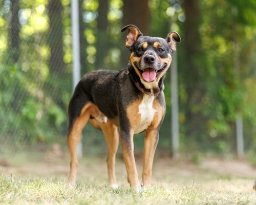 Photo of Drum Major, adoptable Unknown breed in Durham, North Carolina