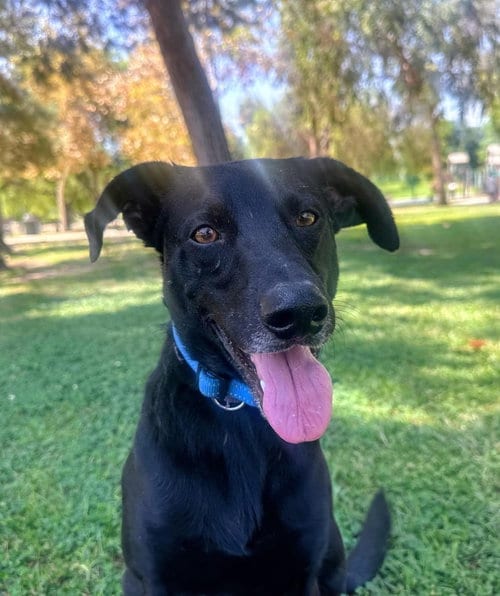 Photo of Harold, adoptable Labrador Retriever in San Diego, California