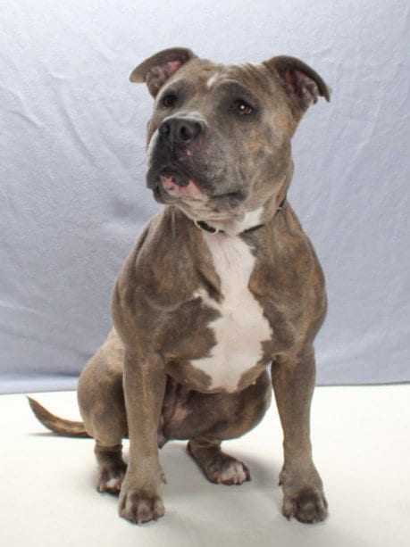 Photo of Zuzu, adoptable Pit Bull Terrier in Burbank, California