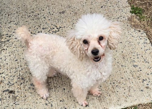 Photo of Cool Whip, adoptable Poodle (Miniature) in Seaford, Delaware