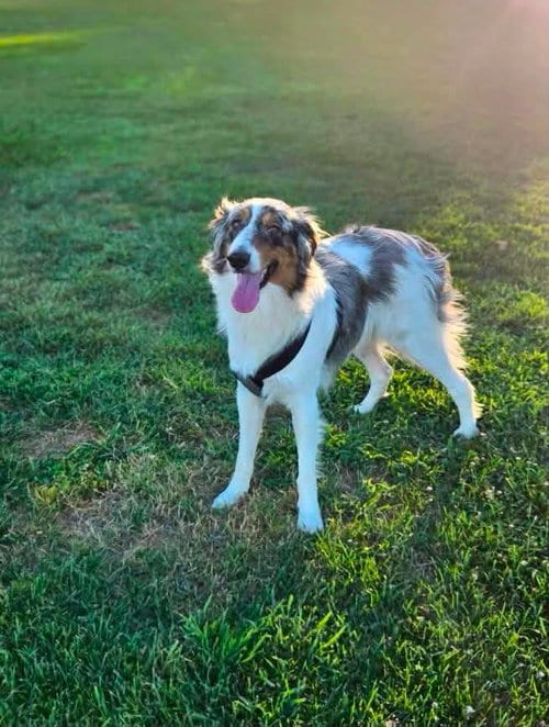 Photo of Xicaru, adoptable Border Collie in Paso Robles, California
