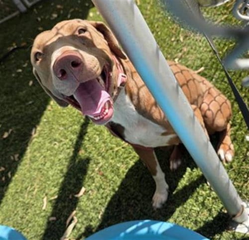 Photo of Freya, adoptable Doberman Pinscher in Downey, California