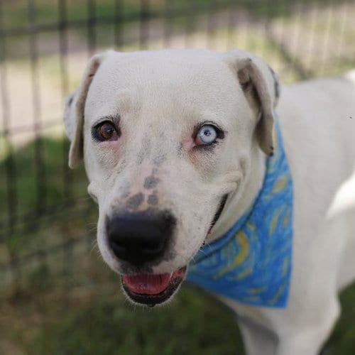 Photo of Demi Lopawdo, adoptable American Staffordshire Terrier in San Antonio, Texas