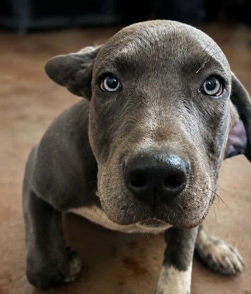 Photo of Boone Booze, adoptable Mastiff in Robbinsdale, Minnesota