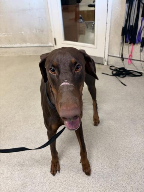 Photo of Snoop, adoptable Doberman Pinscher in Riverside, California