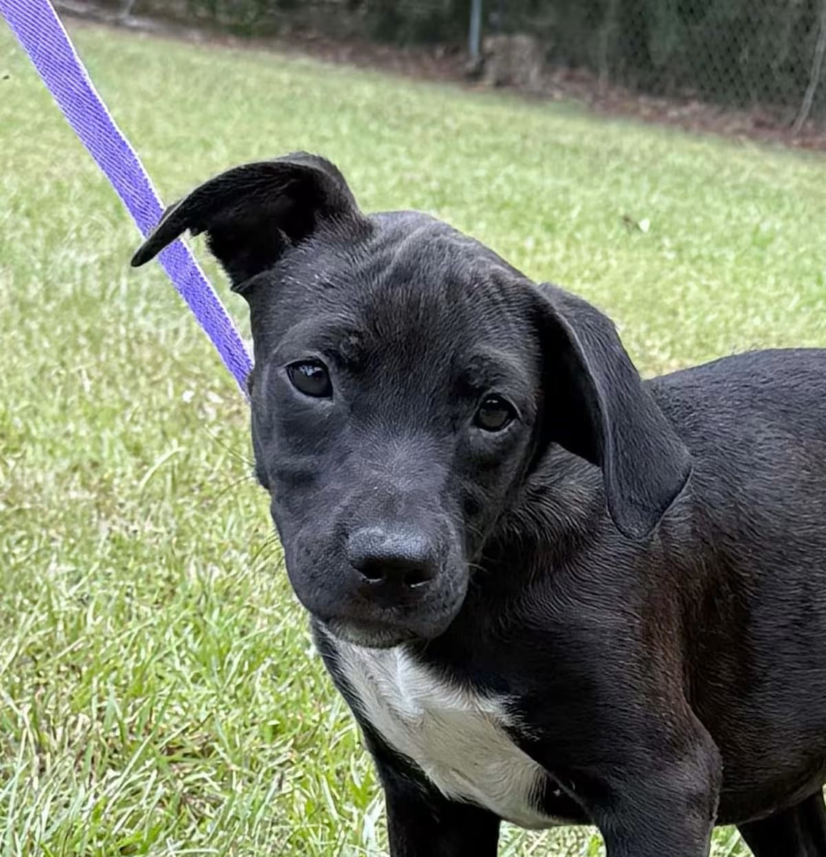 Photo of Chloe, adoptable Labrador Retriever/Mixed Breed (Medium) in Allentown, Pennsylvania