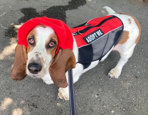 Photo of Gus (West Sacramento), adoptable Basset Hound in Petaluma, California