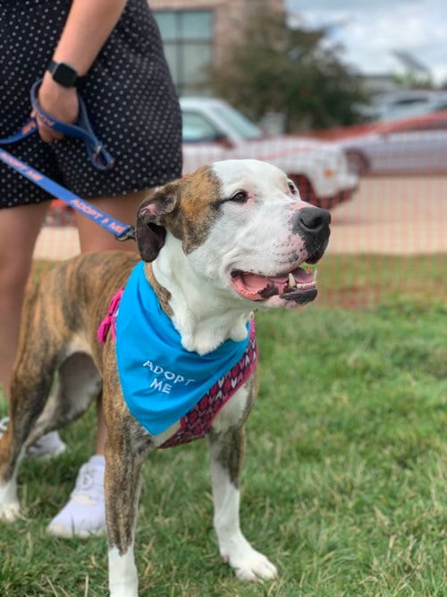 Photo of Jupiter, adoptable American Pit Bull Terrier in Cedar Rapids, Iowa
