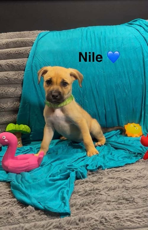 Photo of Nile, adoptable Cattle Dog in Turlock, California