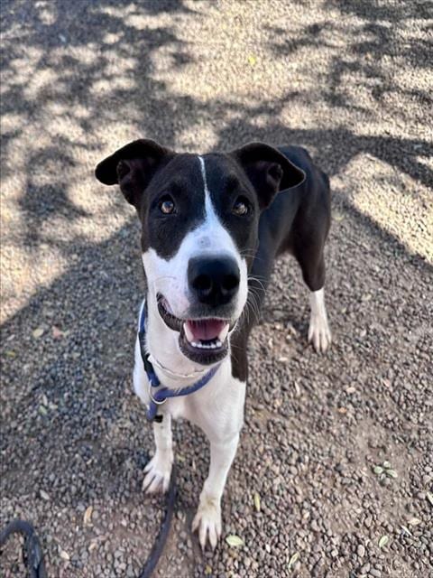 Photo of Noodle, adoptable Pointer in Phoenix, Arizona
