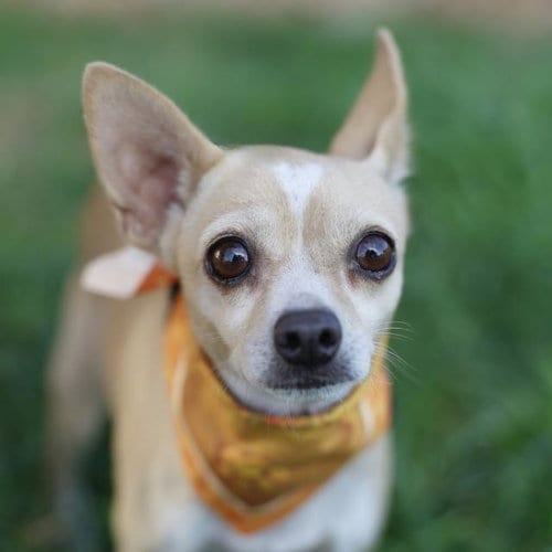 Photo of Lizzy, adoptable Chihuahua in San Antonio, Texas