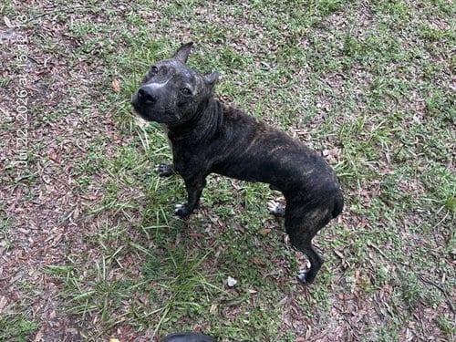 Photo of Reef, adoptable American Pit Bull Terrier in Ocala, Florida