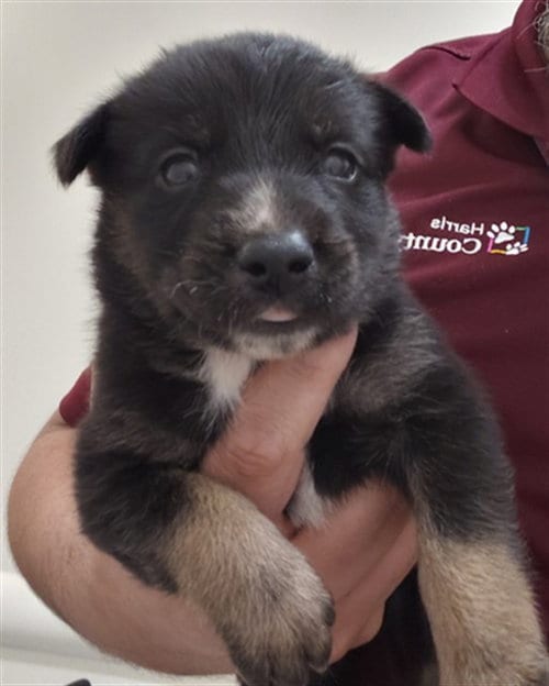 Photo of A659308, adoptable German Shepherd Dog in Houston, Texas