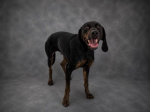 Photo of Millie, adoptable Plott Hound in Winter Haven, Florida