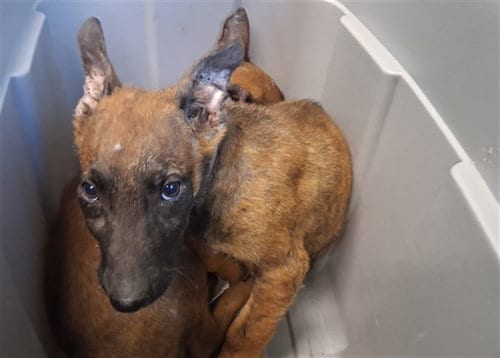 Photo of A5802087, adoptable Belgian Shepherd Malinois in Gardena, California
