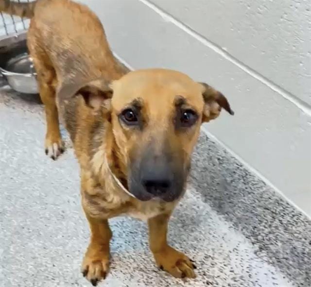 Photo of Senior Black Mouth Cur mix, adoptable Black Mouth Cur mix in Houston, Texas
