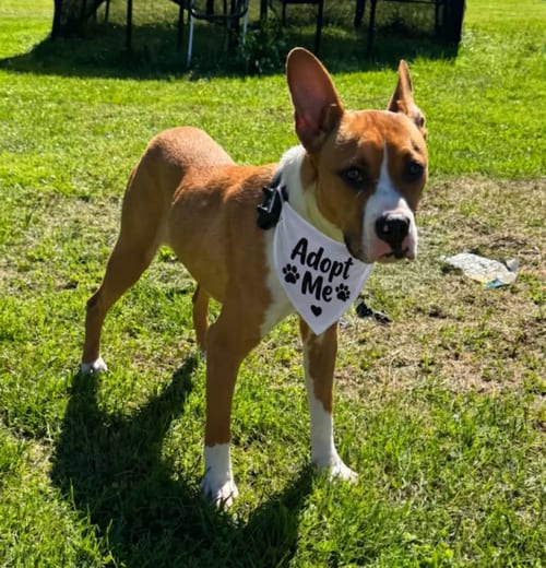 Photo of Zeke, adoptable Basenji in Springdale, Pennsylvania