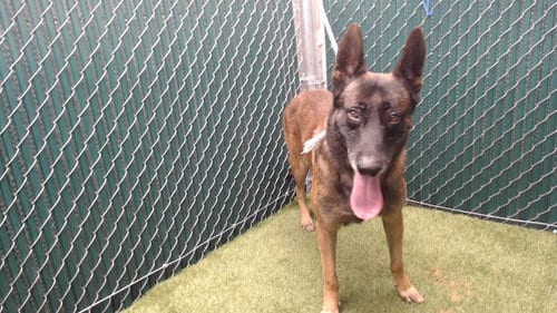 Photo of Zeus, adoptable Belgian Shepherd Malinois in Downey, California