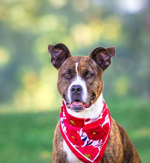Photo of Lakota, adoptable Terrier in Unionville, Pennsylvania