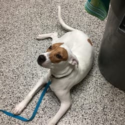 Photo of Fuji, adoptable Mixed Breed (Medium) in Lakeland, Florida