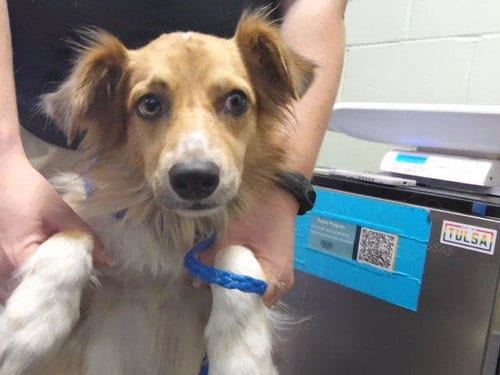Photo of Gingersnap, adoptable Australian Shepherd in Tulsa, Oklahoma