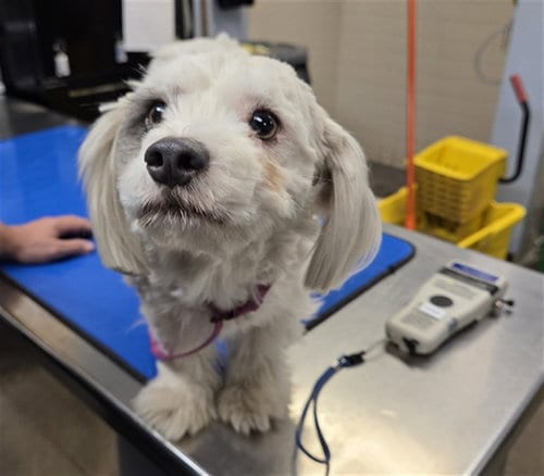 Photo of Rosie, adoptable Maltese in Phoenix, Arizona